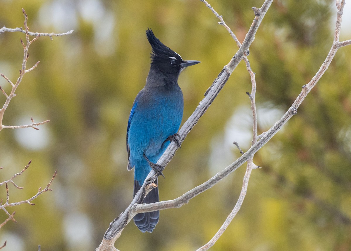 Steller's Jay (Southwest Interior) - ML617859377