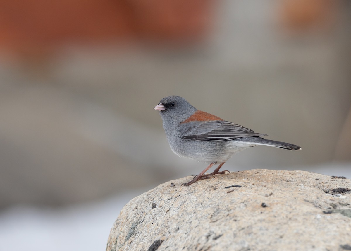 Dark-eyed Junco - ML617859390