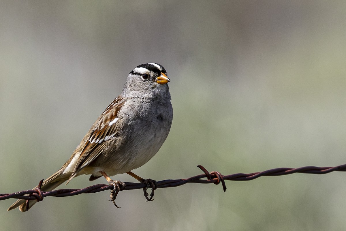 White-crowned Sparrow - Jef Blake