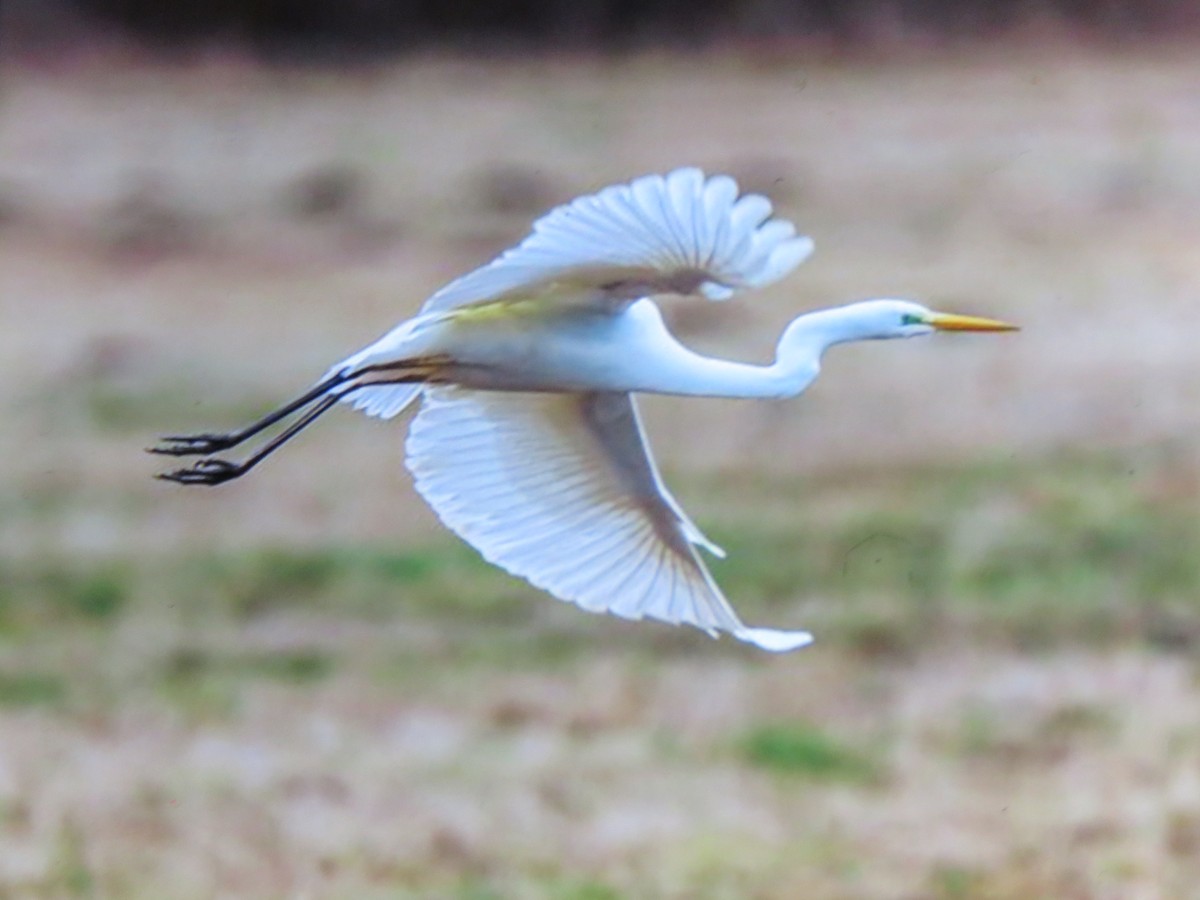 Great Egret - ML617859454