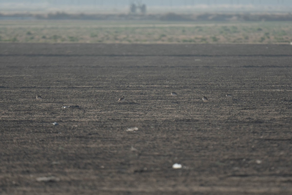 Mountain Plover - ML617859472