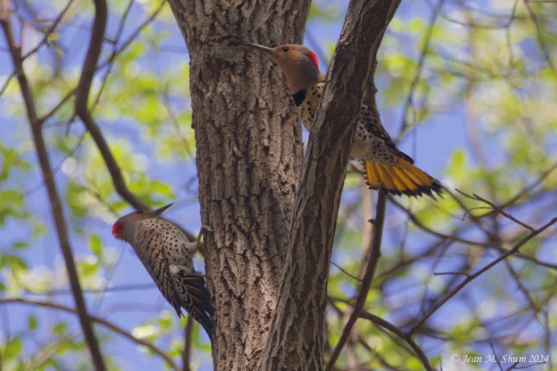 Northern Flicker - ML617859482