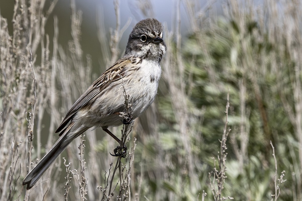 Sagebrush Sparrow - Jef Blake