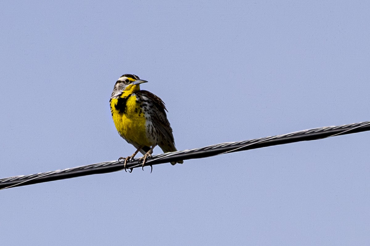 Western Meadowlark - Jef Blake