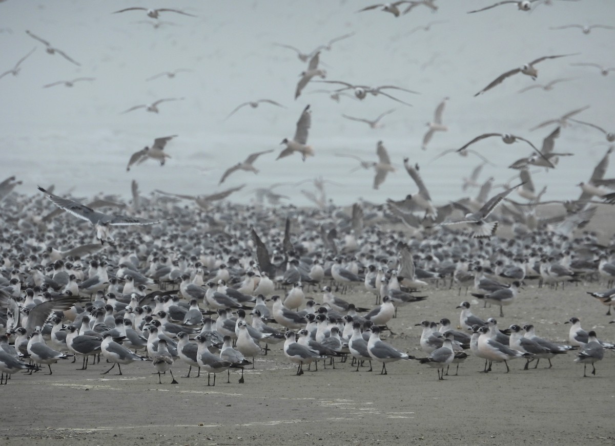 Franklin's Gull - ML617859513