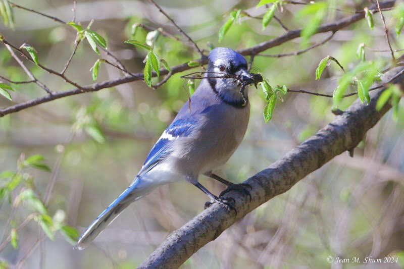 Blue Jay - ML617859534