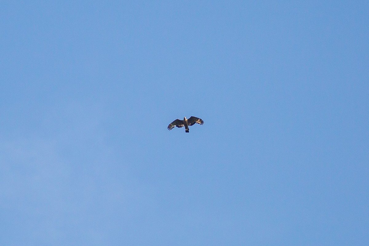 Oriental Honey-buzzard (Sunda) - Morten Lisse