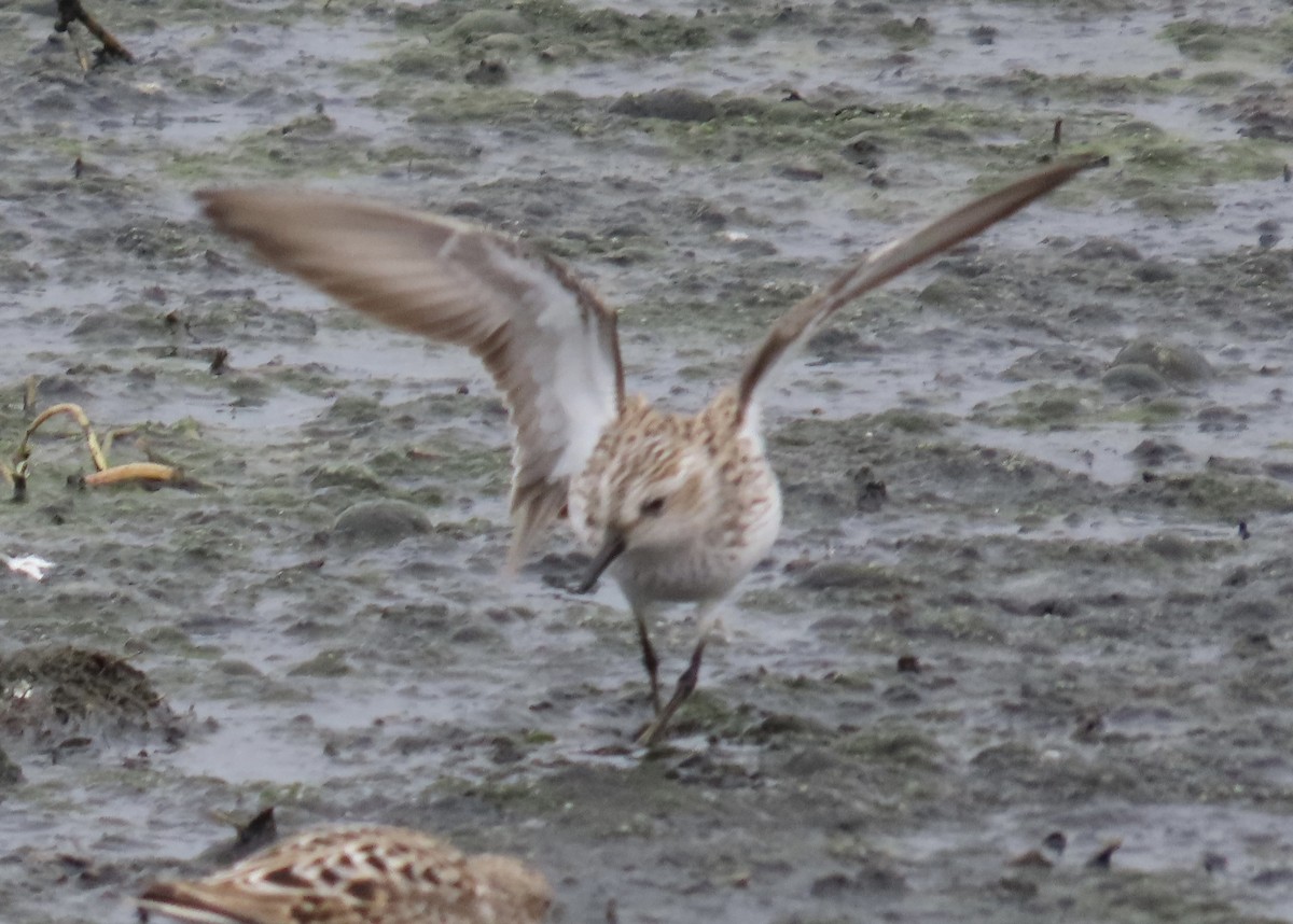 Semipalmated Sandpiper - ML617859570