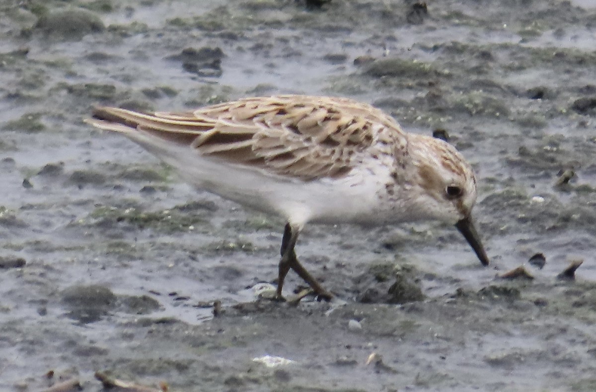 Semipalmated Sandpiper - ML617859571