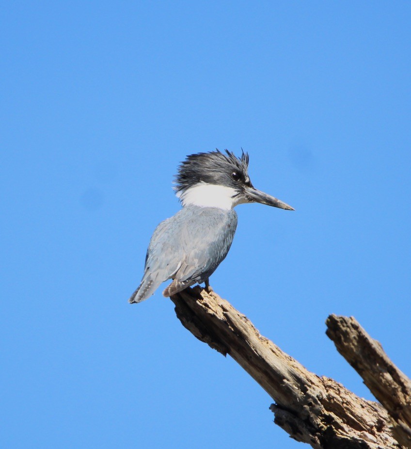 Belted Kingfisher - ML617859581