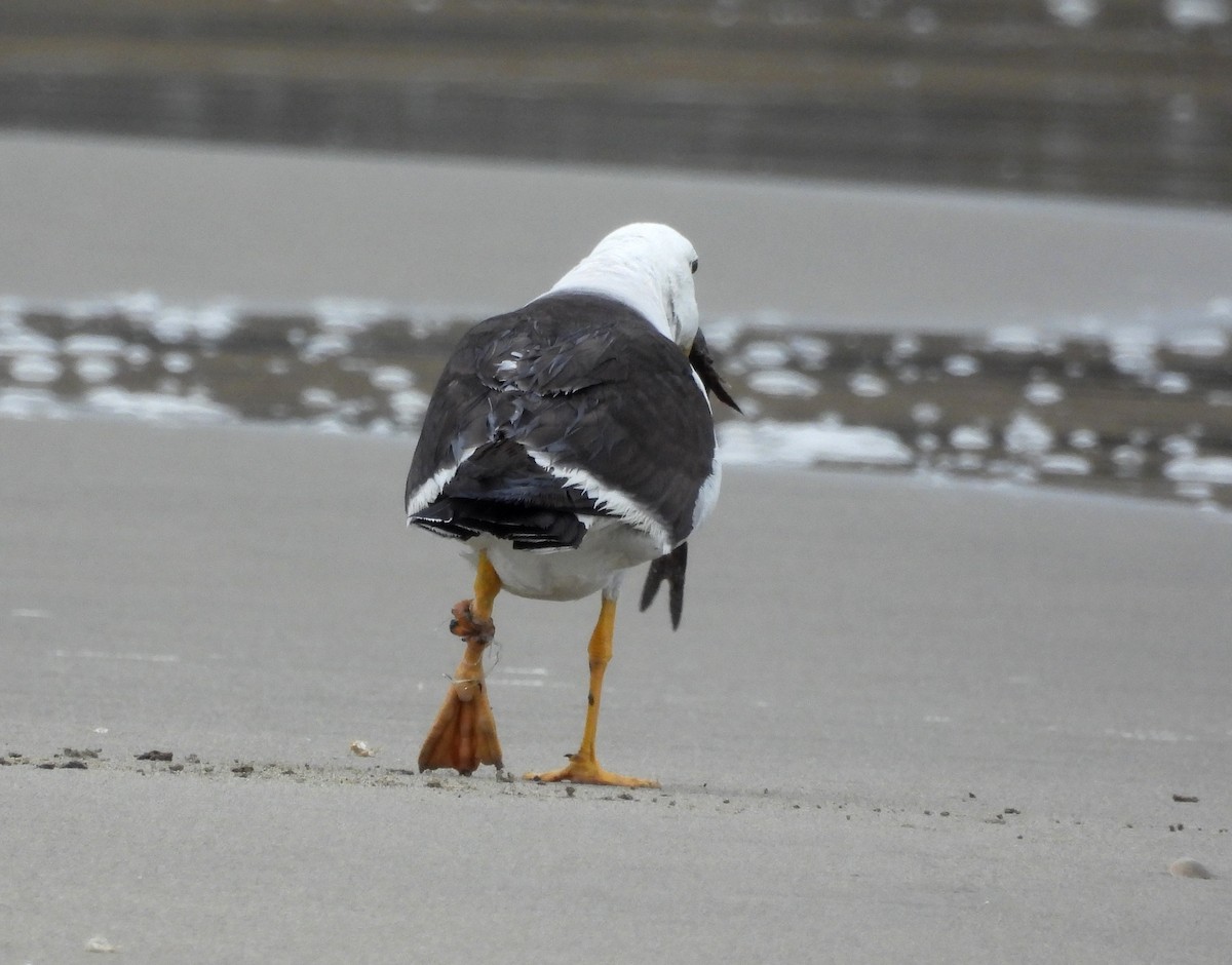 Belcher's Gull - ML617859584