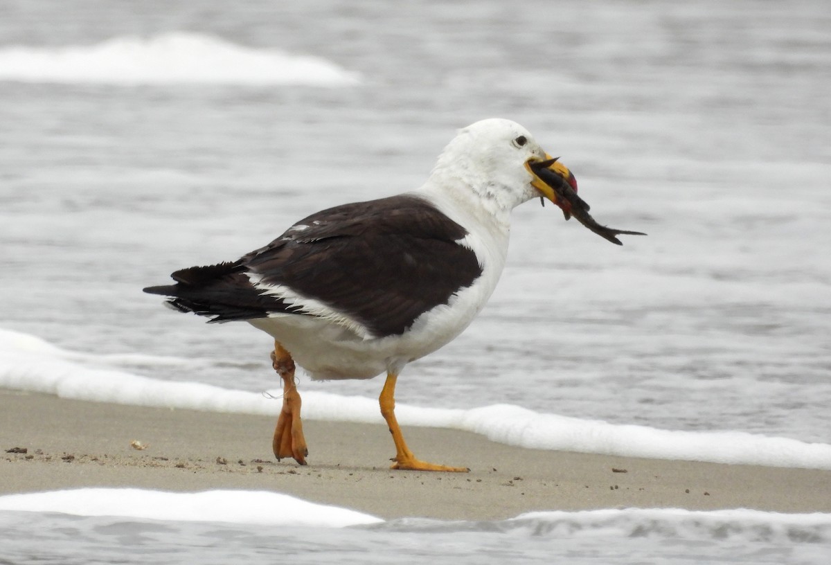 Belcher's Gull - ML617859587