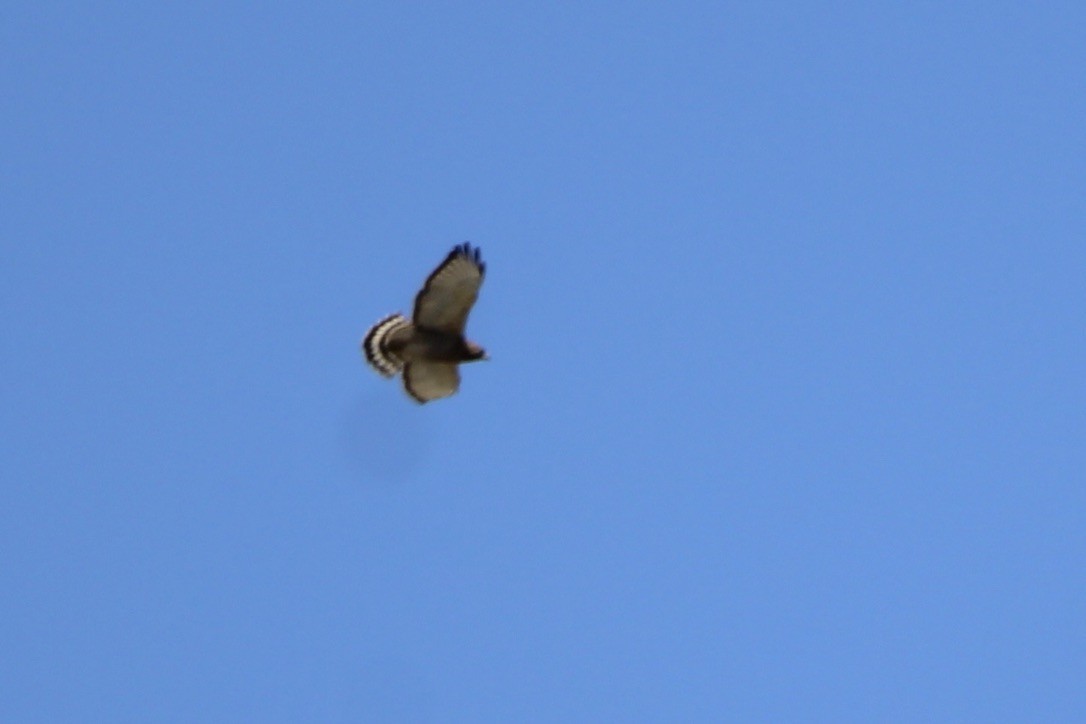 Broad-winged Hawk - ML617859596