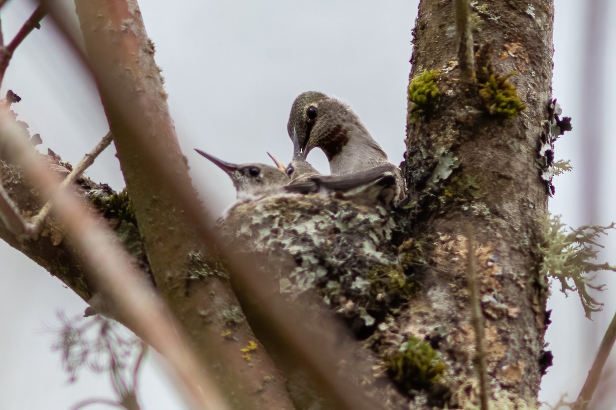 Anna's Hummingbird - ML617859598