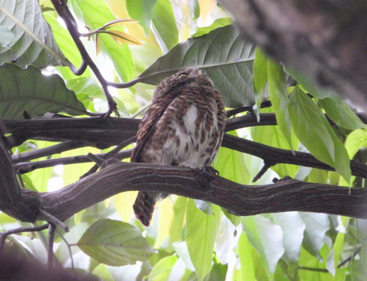 Collared Owlet - ML617859617