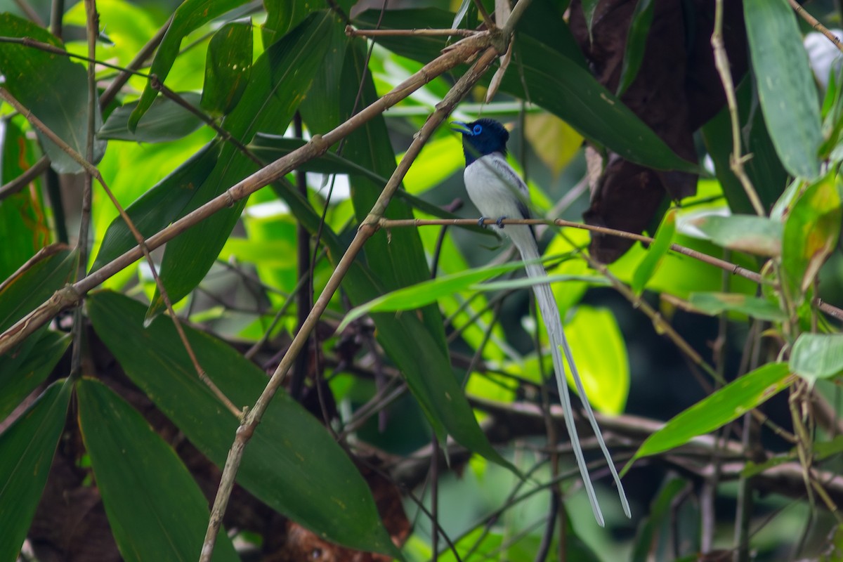 Blyth's Paradise-Flycatcher - Morten Lisse