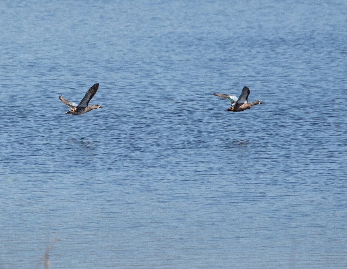 Blue-winged Teal - ML617859642
