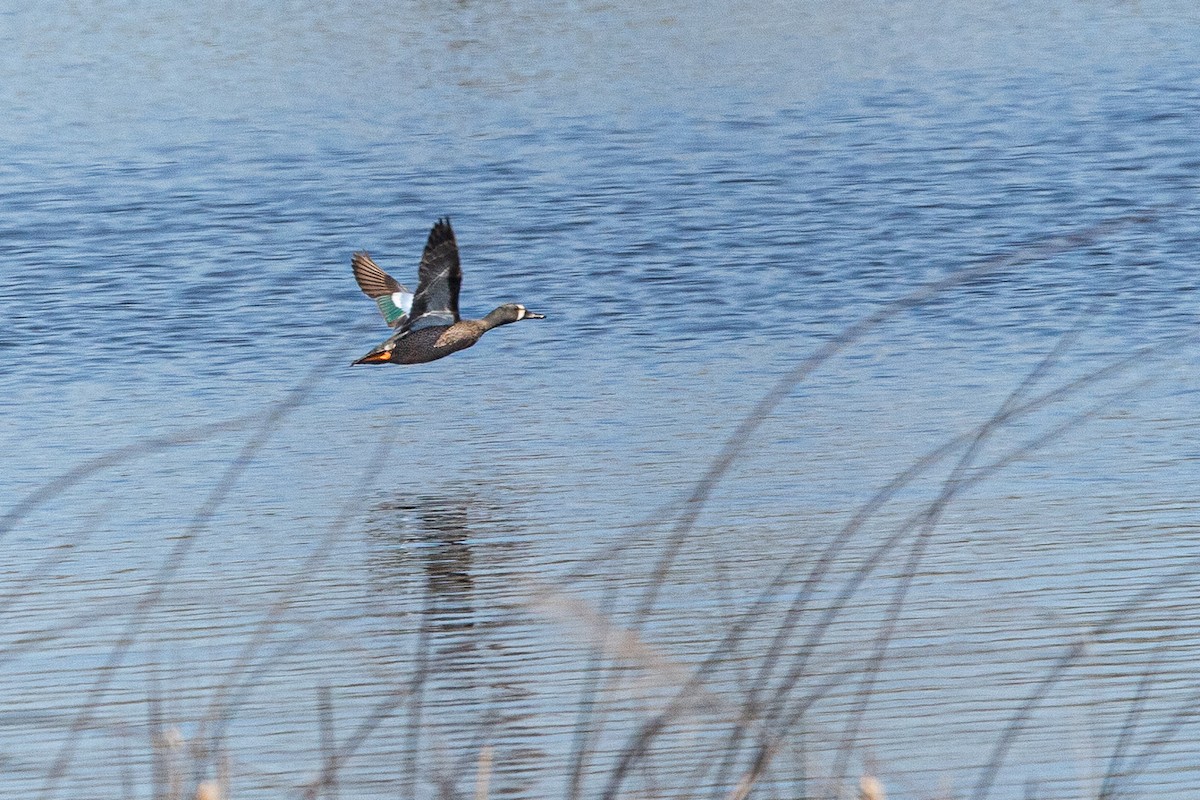 Blue-winged Teal - ML617859643
