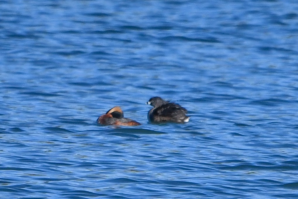 Horned Grebe - ML617859654