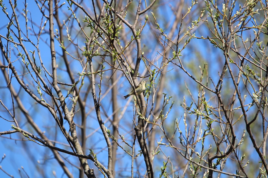 Ruby-crowned Kinglet - ML617859686