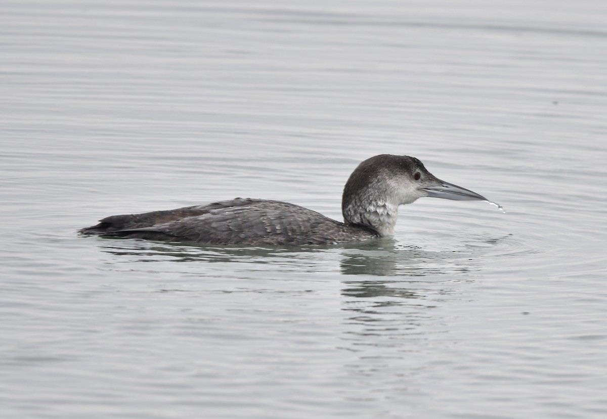 Plongeon huard - ML617859695