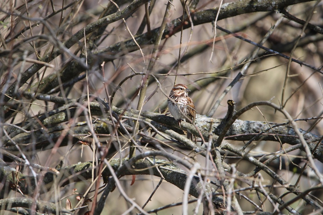 Song Sparrow - ML617859697