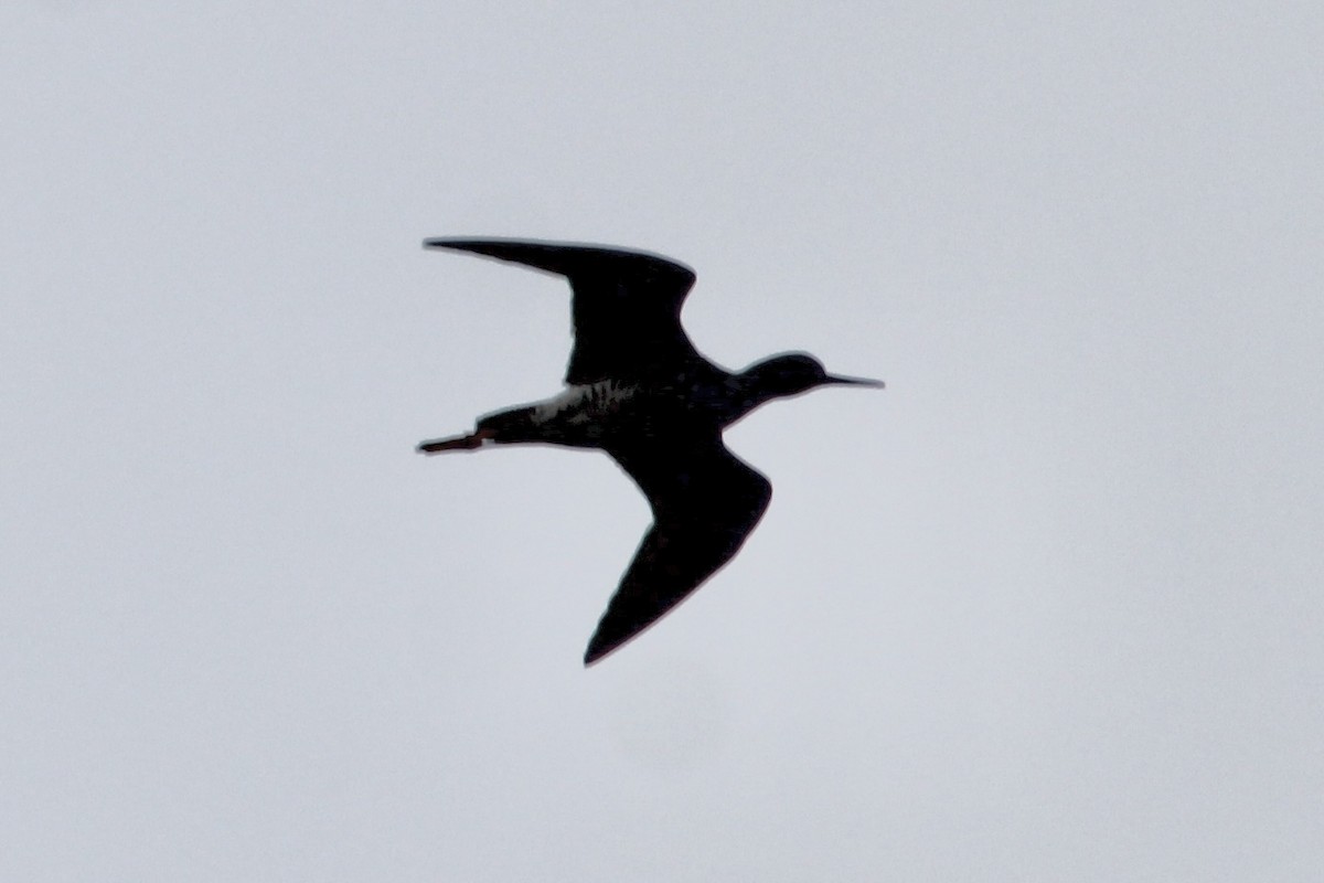 Greater Yellowlegs - ML617859727