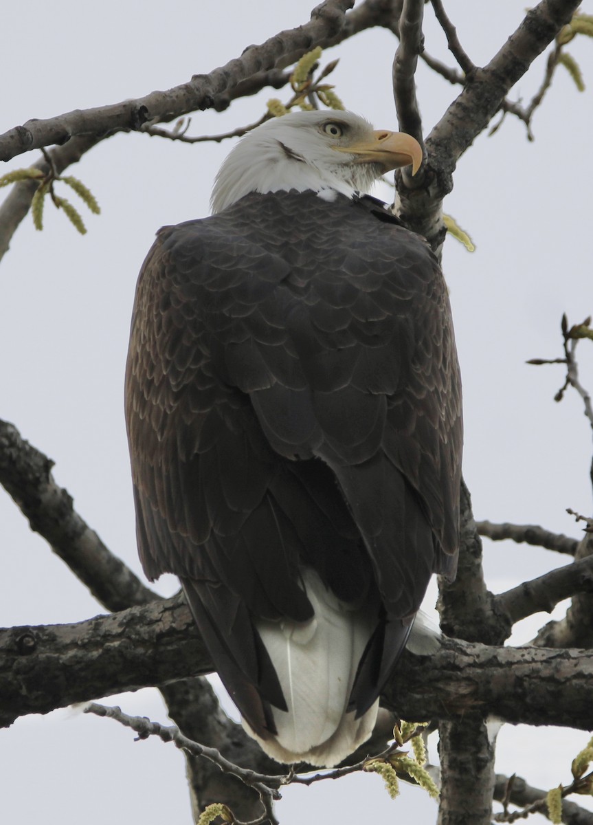 Bald Eagle - ML617859738