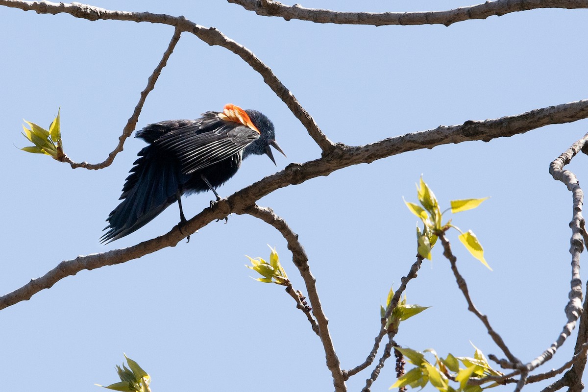 Red-winged Blackbird - ML617859751