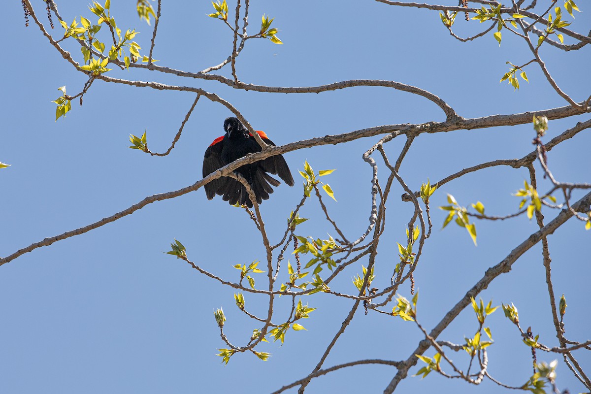 Red-winged Blackbird - ML617859752
