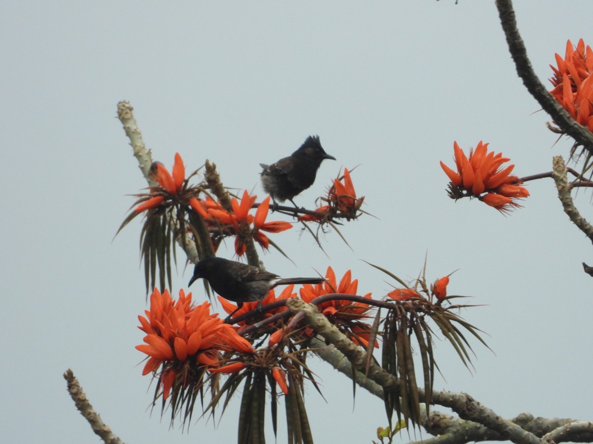 Red-vented Bulbul - ML617859765