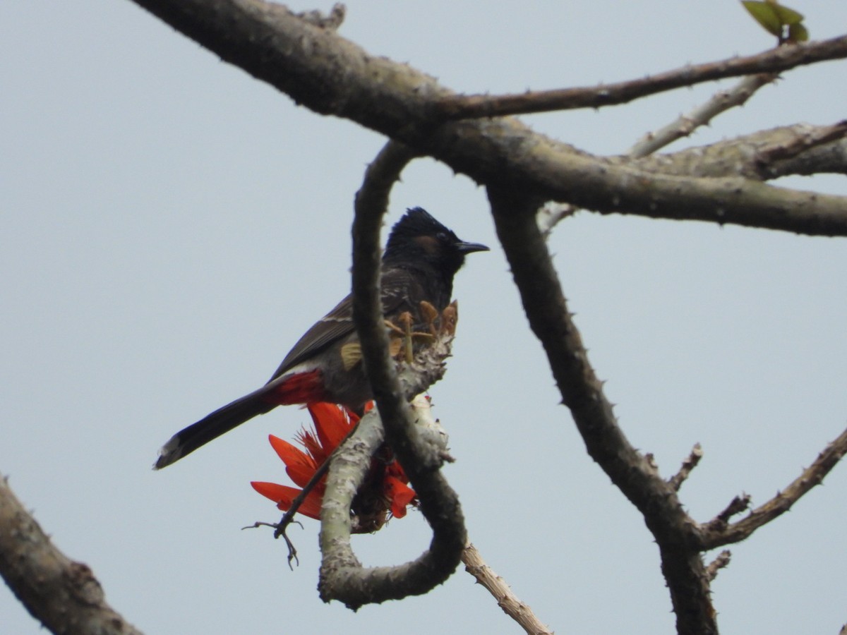 Red-vented Bulbul - ML617859766