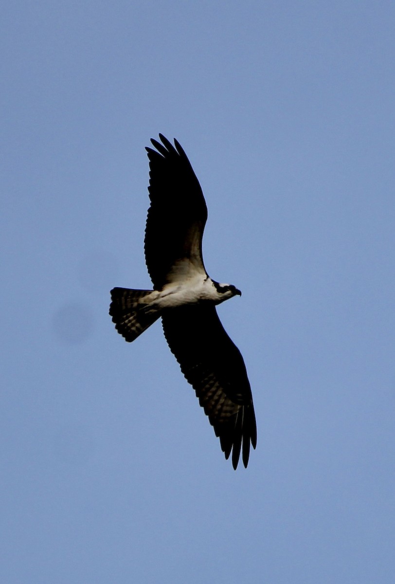 Águila Pescadora - ML617859805