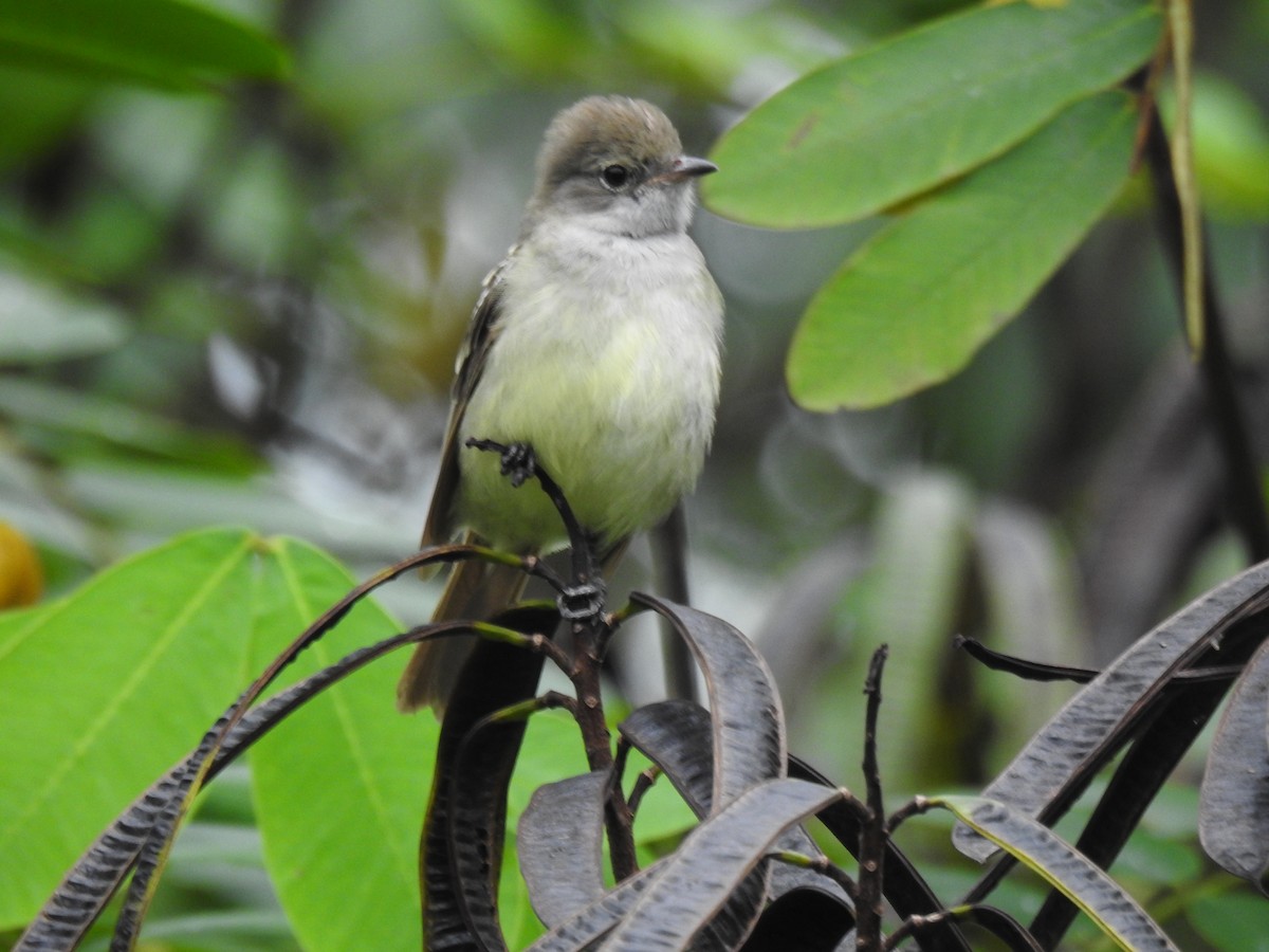 Yellow-bellied Elaenia - ML617859849