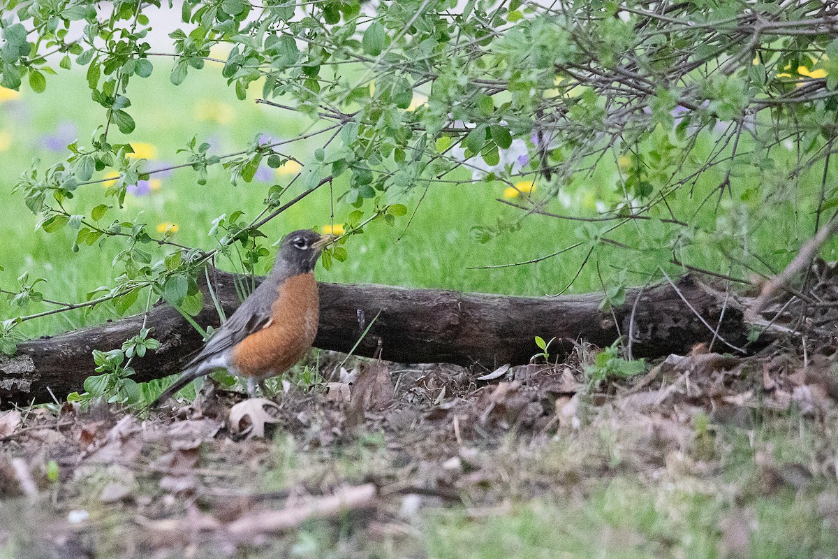 American Robin - ML617859867