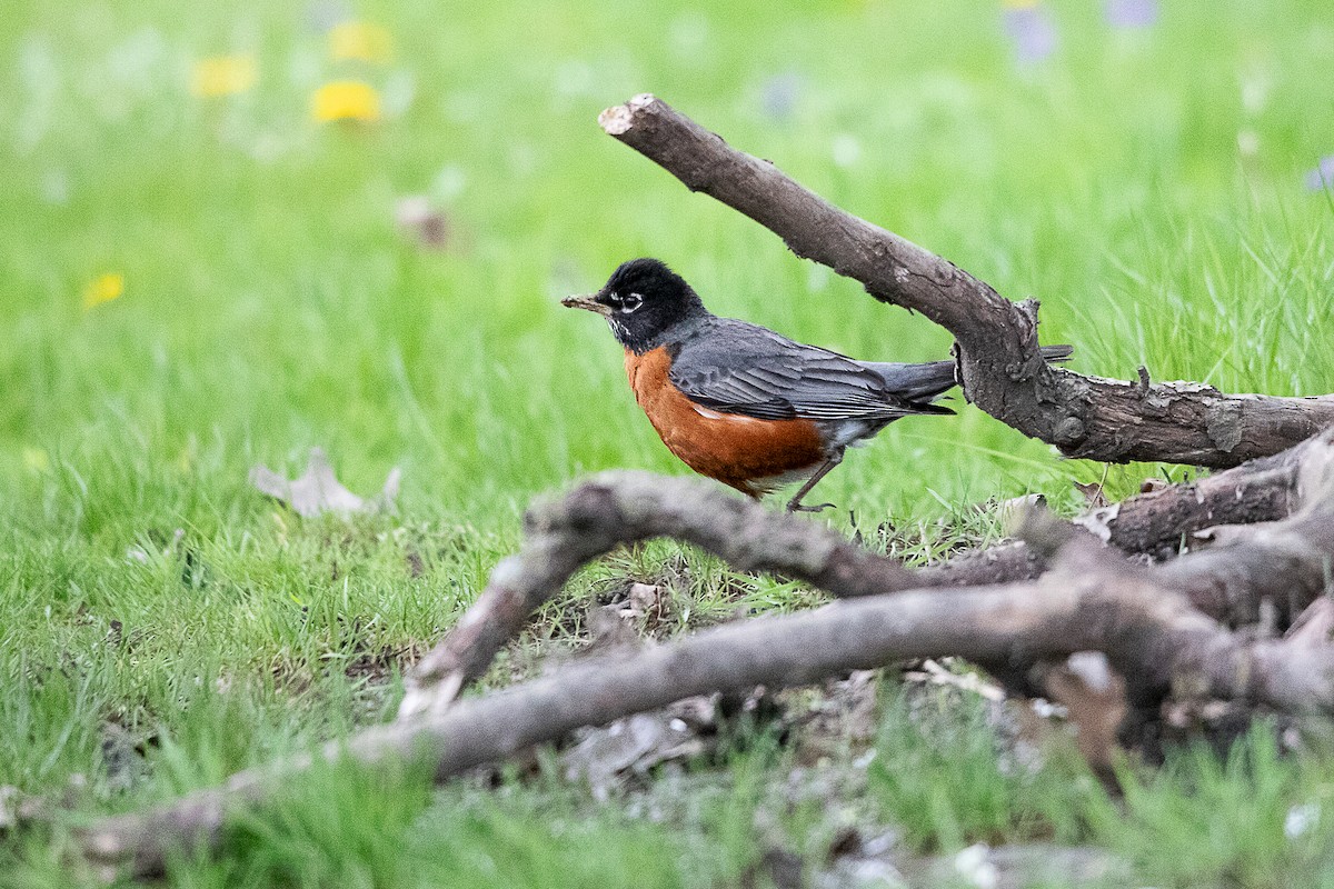 Merle d'Amérique - ML617859868