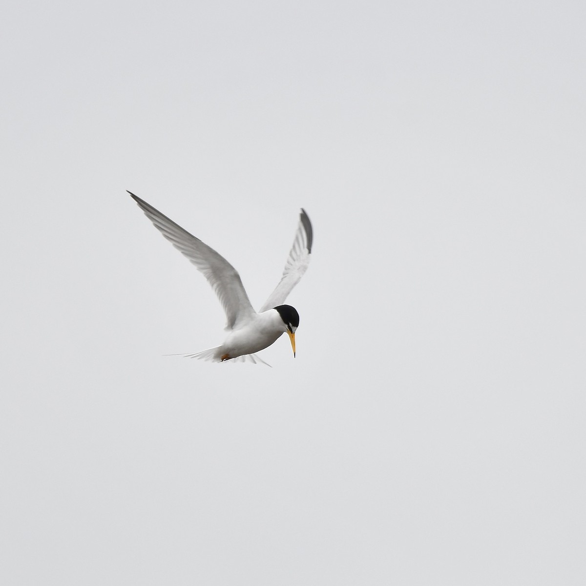 Least Tern - ML617859894