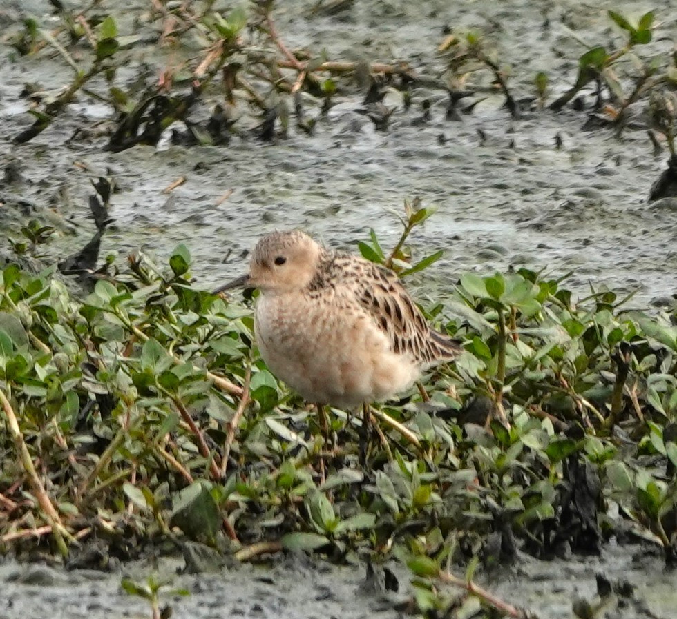 Buff-breasted Sandpiper - ML617859904