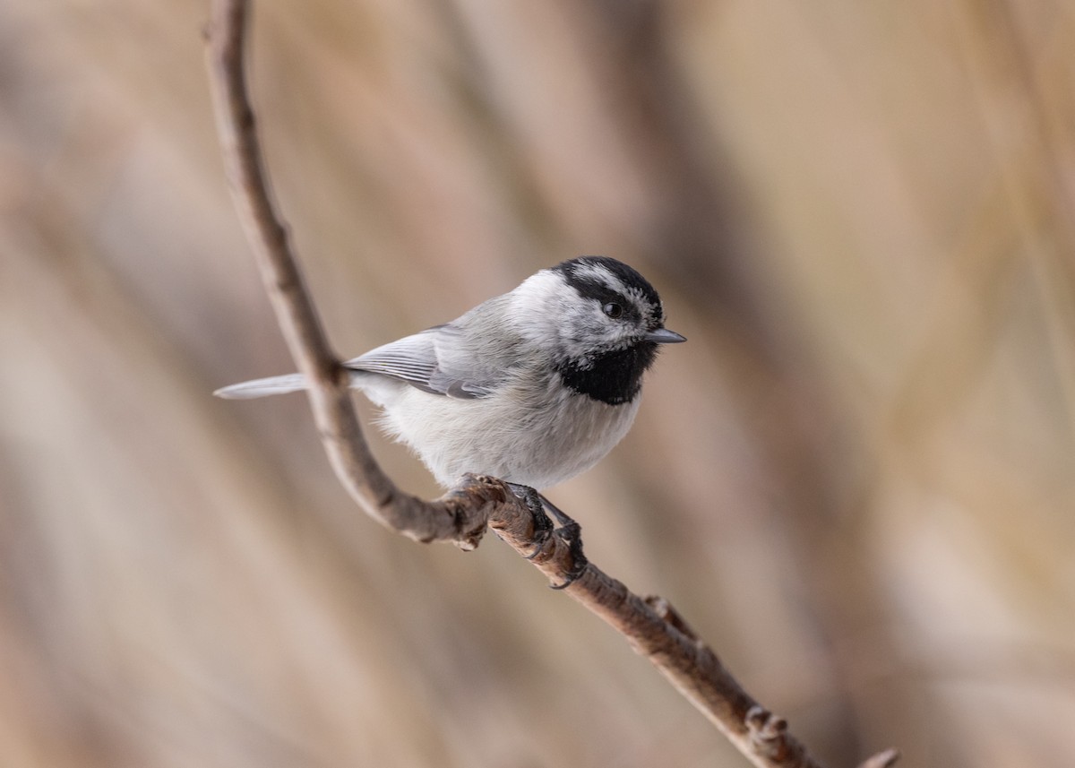 Mésange de Gambel (groupe gambeli) - ML617859931