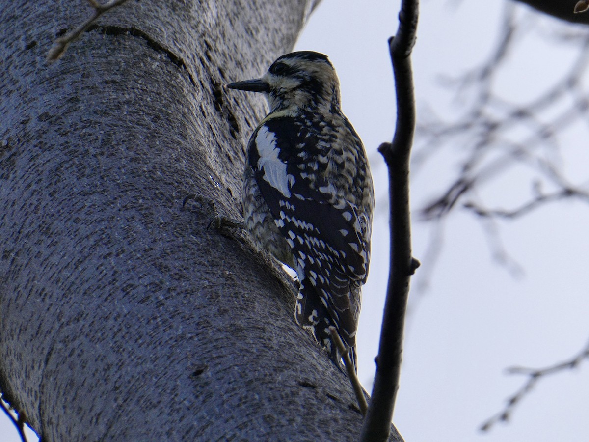 Yellow-bellied Sapsucker - Jean Roberge