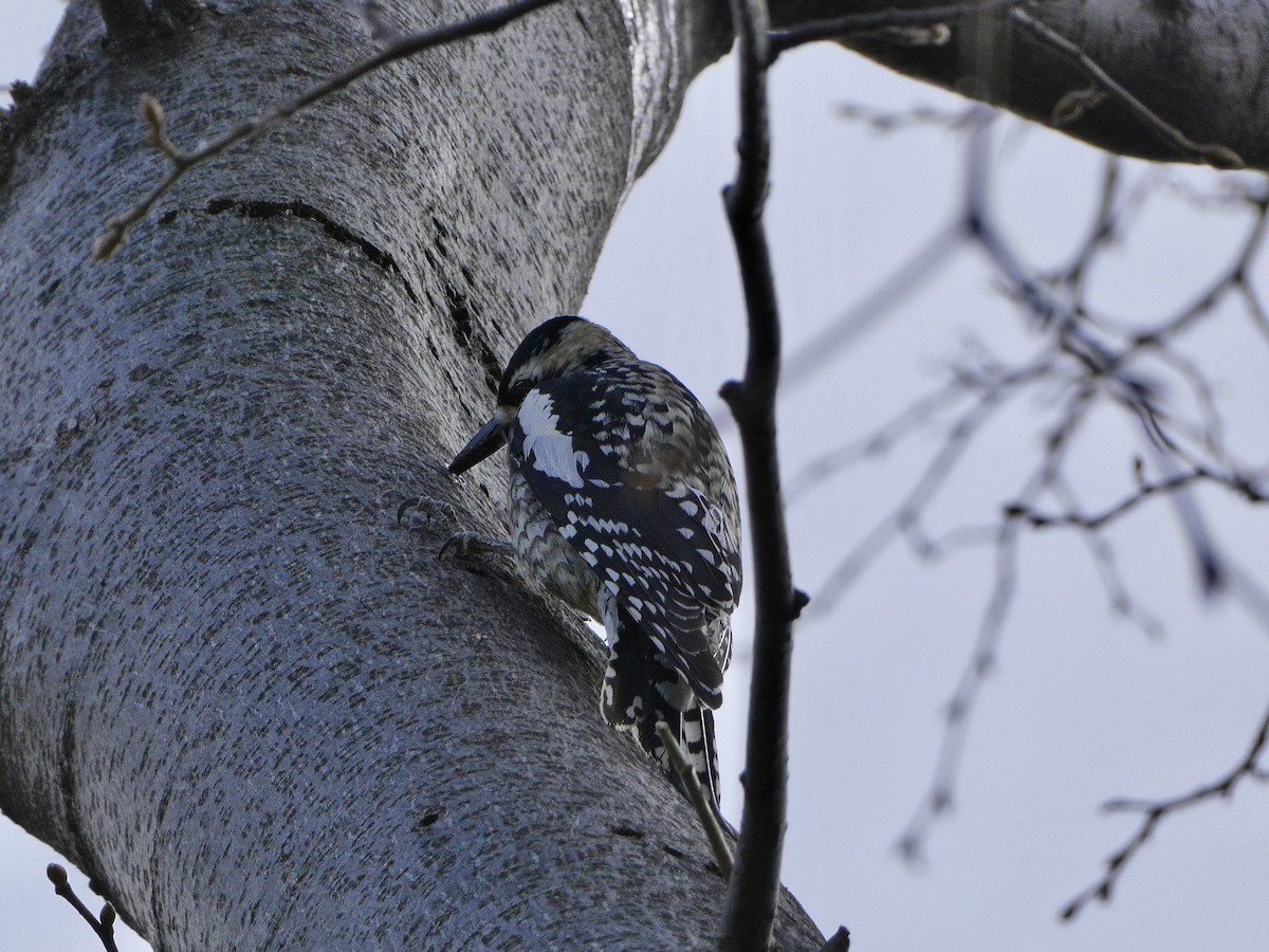 Yellow-bellied Sapsucker - ML617860000