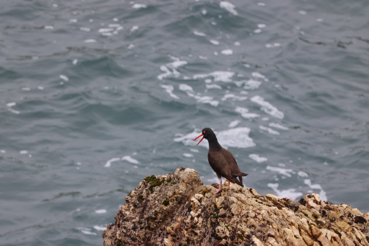 Black Oystercatcher - Ann Stockert