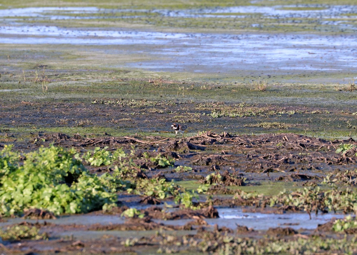 Semipalmated Plover - ML617860071