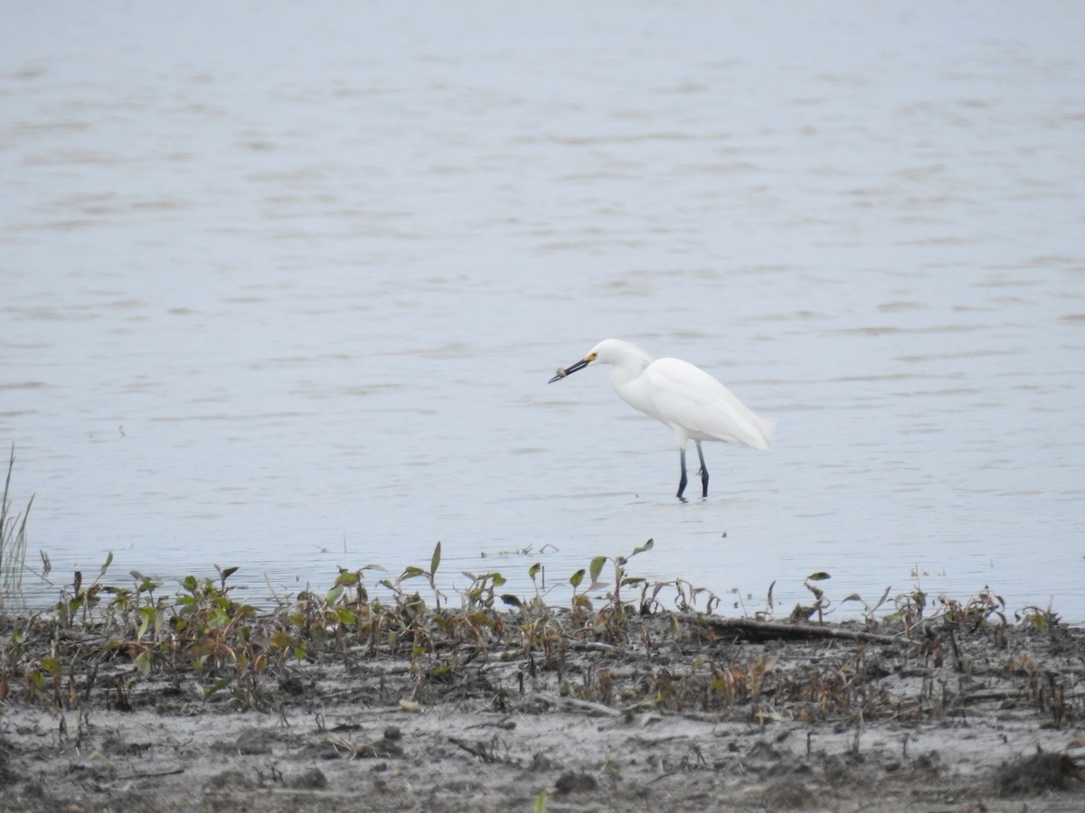 Snowy Egret - ML617860097