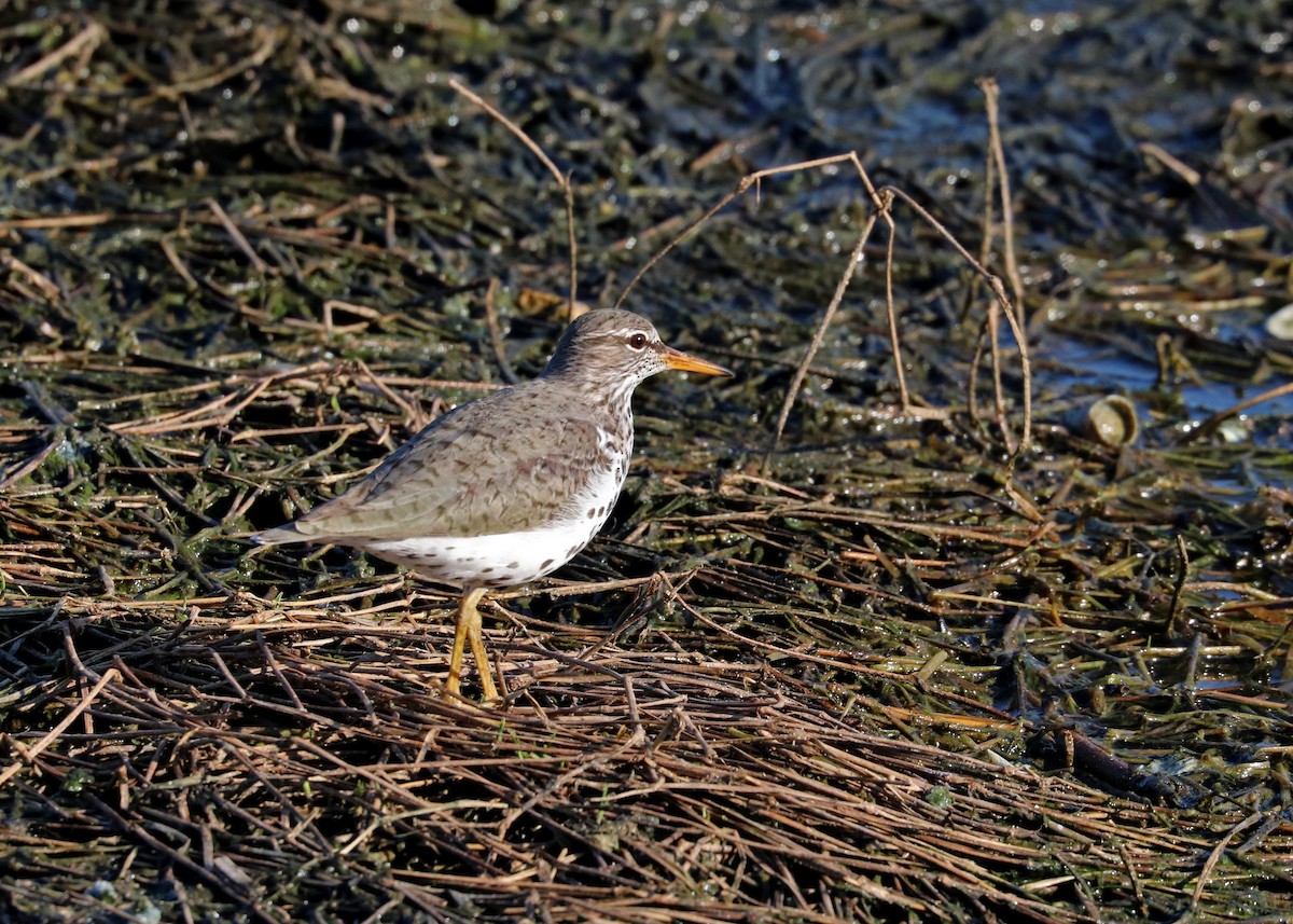 Spotted Sandpiper - Noreen Baker