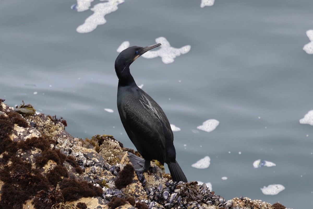 Brandt's Cormorant - ML617860109