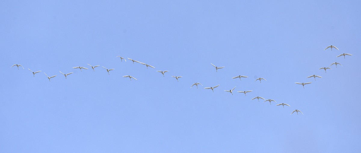 Tundra Swan - ML617860120