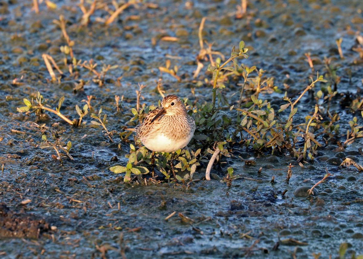 Pectoral Sandpiper - ML617860225