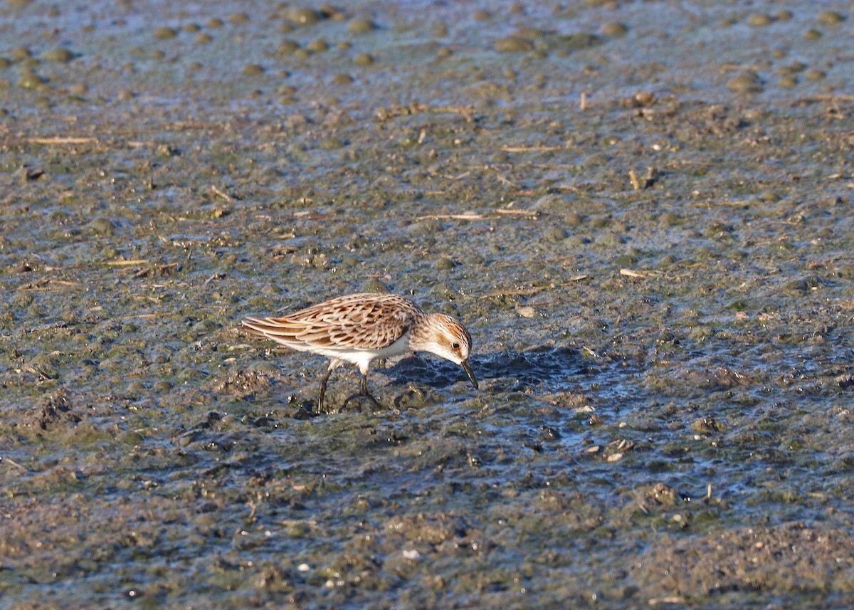 Semipalmated Sandpiper - ML617860233