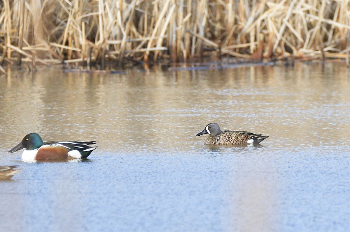 Blue-winged Teal - ML617860245